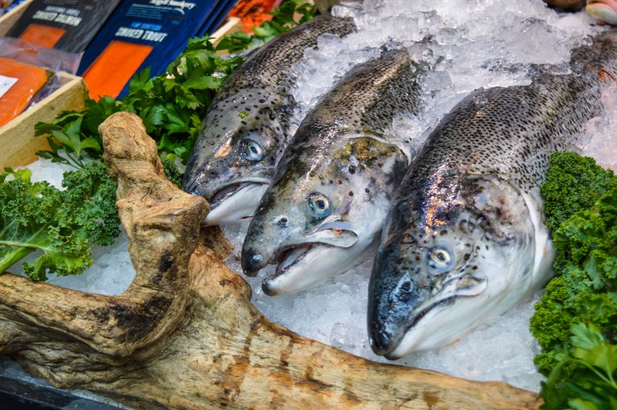 Pescados frescos fuente de Omega-3